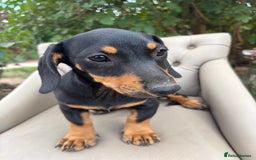 Mixed Breed dogs for sale: Daschund X Jack Russell Puppies  - Image 11