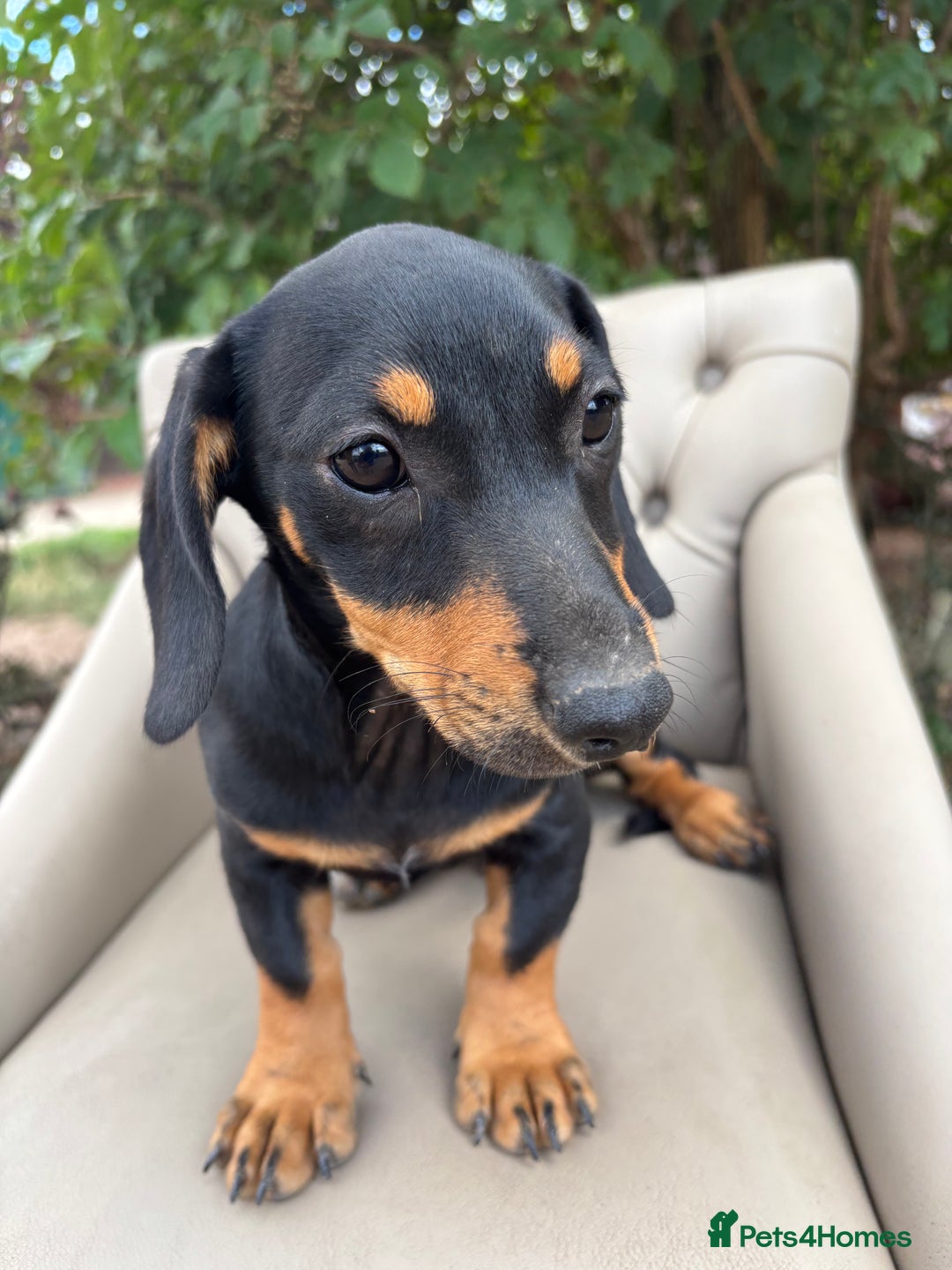Mixed Breed dogs for sale: Daschund X Jack Russell Puppies  - Image 11