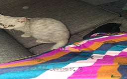 Exotic cats for sale: Persian c british shorthair  - Image 3