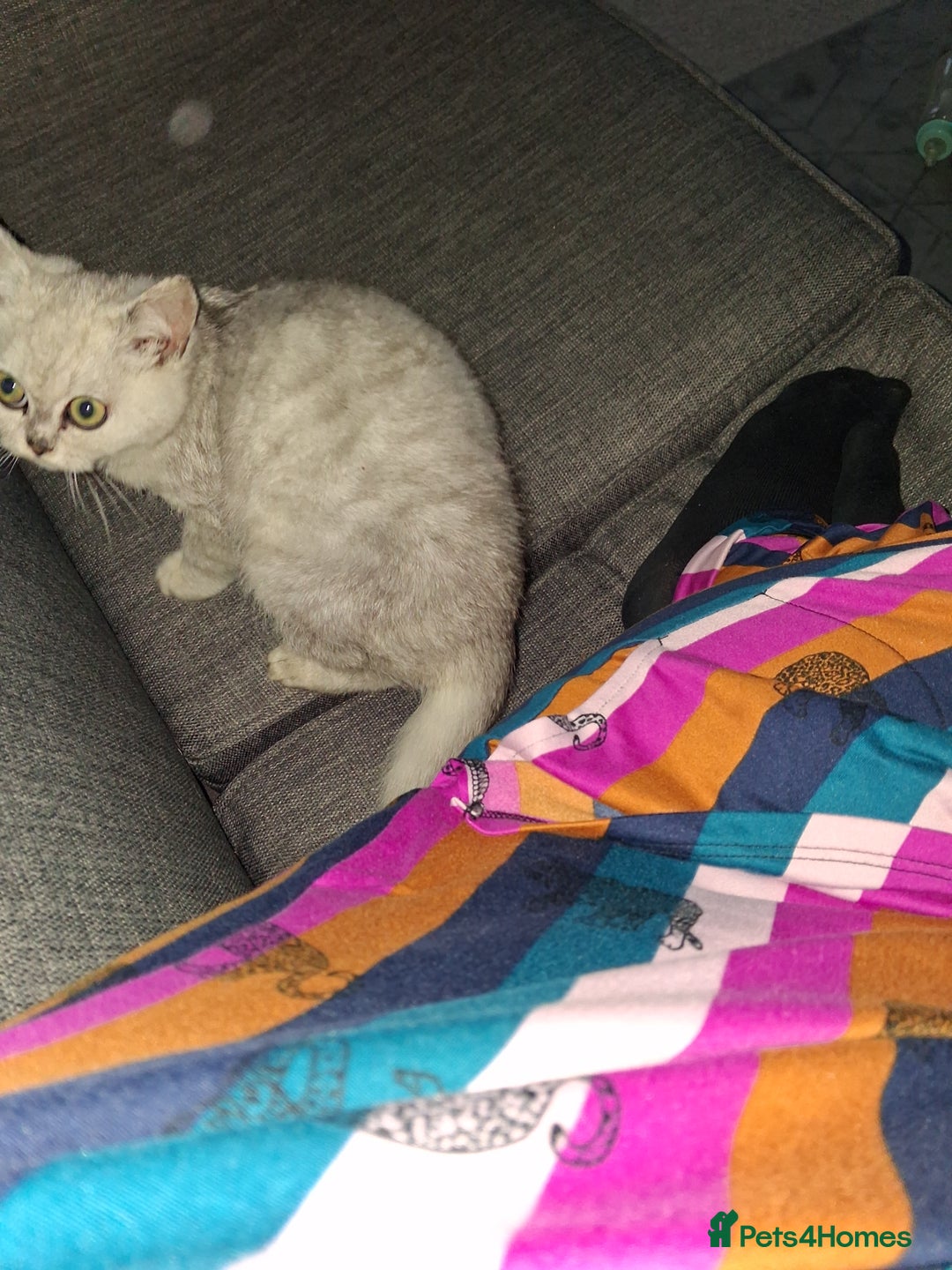 Exotic cats for sale: Persian c british shorthair  - Image 3