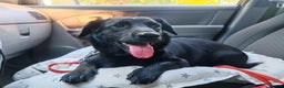 Labrador Retriever dogs for adoption: PATRICK – Labrador (male) - Advert 2