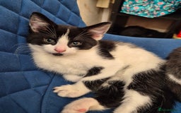 Ragdoll cats for sale: Mum is half rag doll  - Advert 5