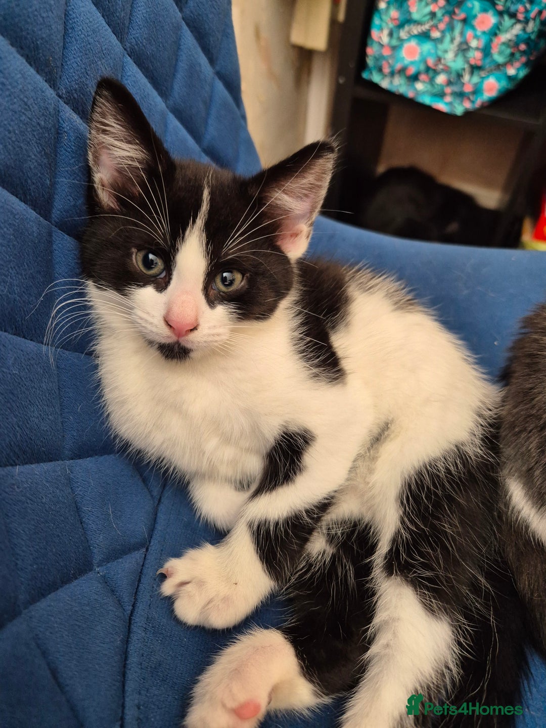 Ragdoll cats for sale: Mum is half rag doll  - Advert 5