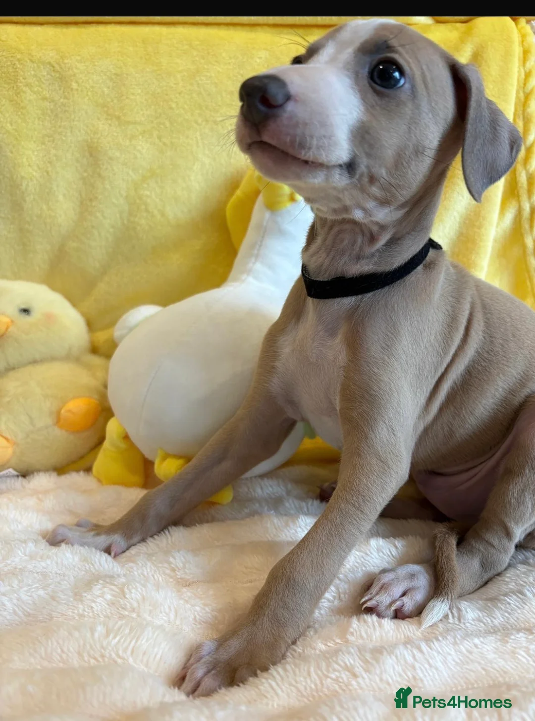 Mixed Breed dogs for sale: Gorgeous 3/4 ITALIAN GREYHOUND pups - Advert 13