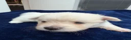 Maltipom dogs for sale: Multipom mojos for sale - Advert 8