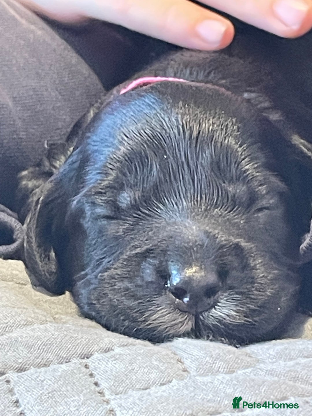 Cockapoo dogs for sale: F1 Cockerpoo pups. KC parents & health tests - Image 21