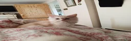 Maine Coon cats for sale: Ready now male champagne full mainecoon kittens  - Advert 5