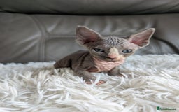 Sphynx cats for sale: Sphynx kittens - Image 23