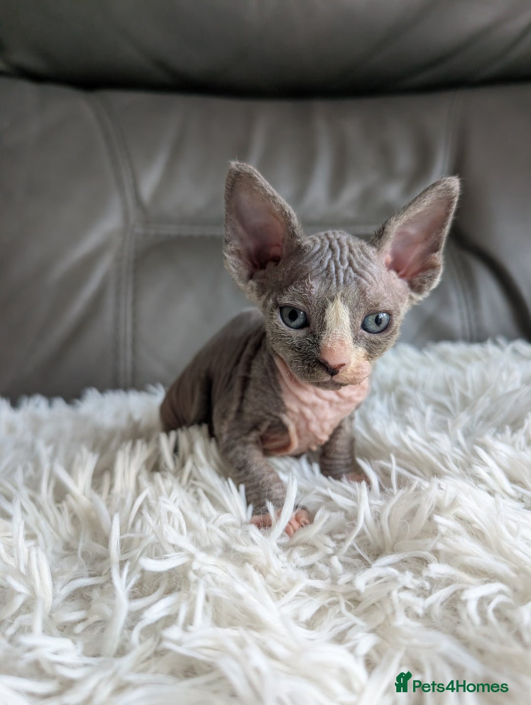 Sphynx cats for sale: Sphynx kittens - Image 23
