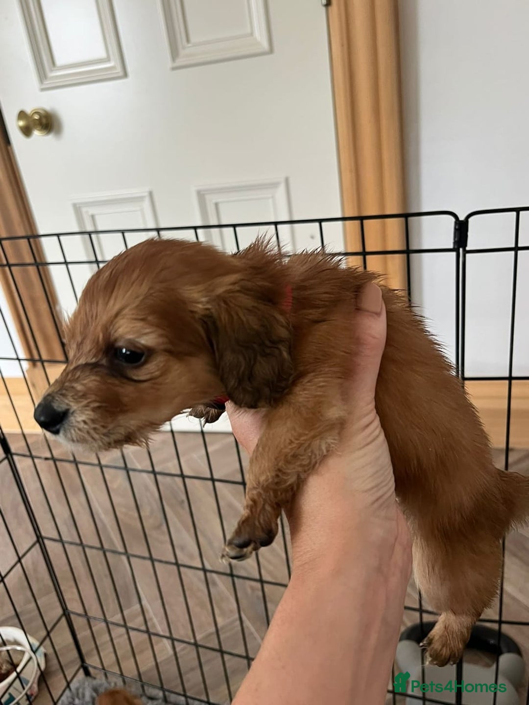 Miniature Dachshund dogs for sale: ADORABLE MINIATURE DACHSHUND PUPPIES - Image 5