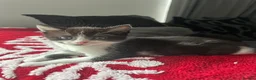 Mixed Breed cats for sale: Four boy kitten - Advert 16