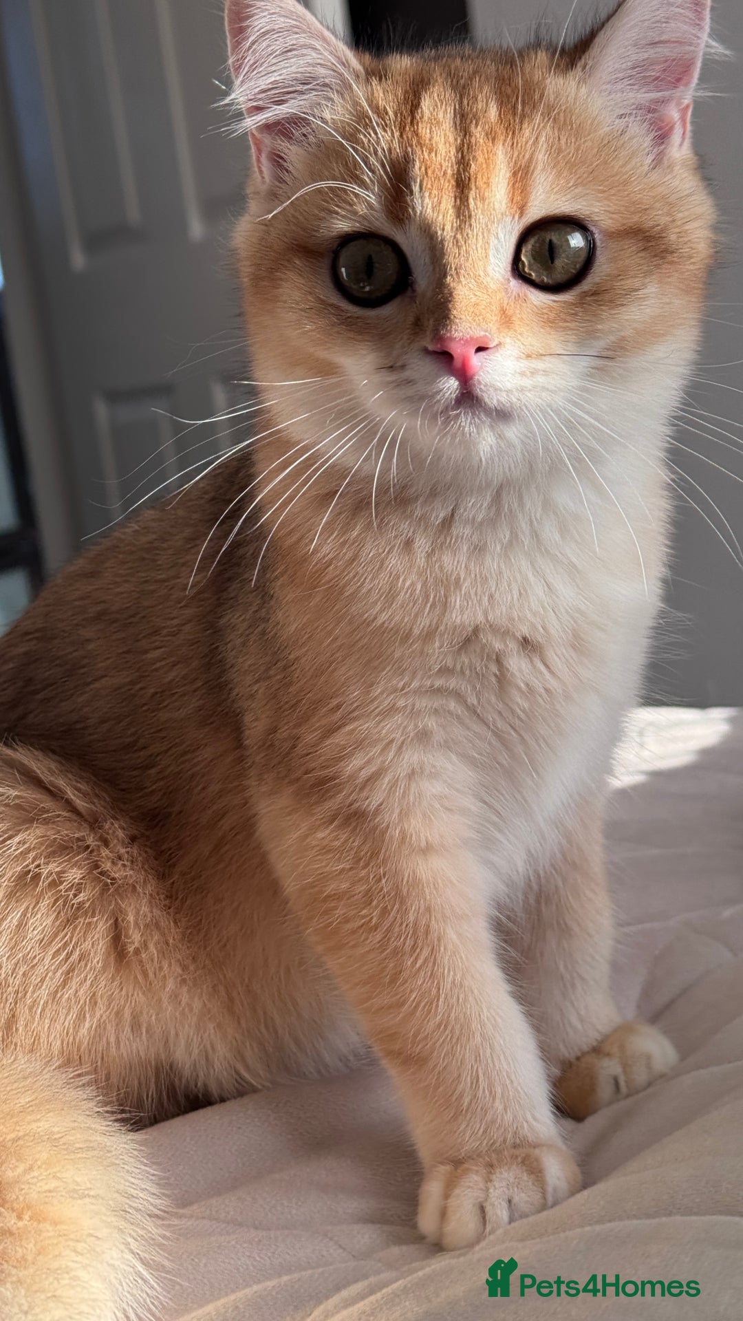 British Shorthair cats for sale: GCCF BSH ONE BOY READY TO GO GOLDEN BLACK TIPPED  - Advert 2