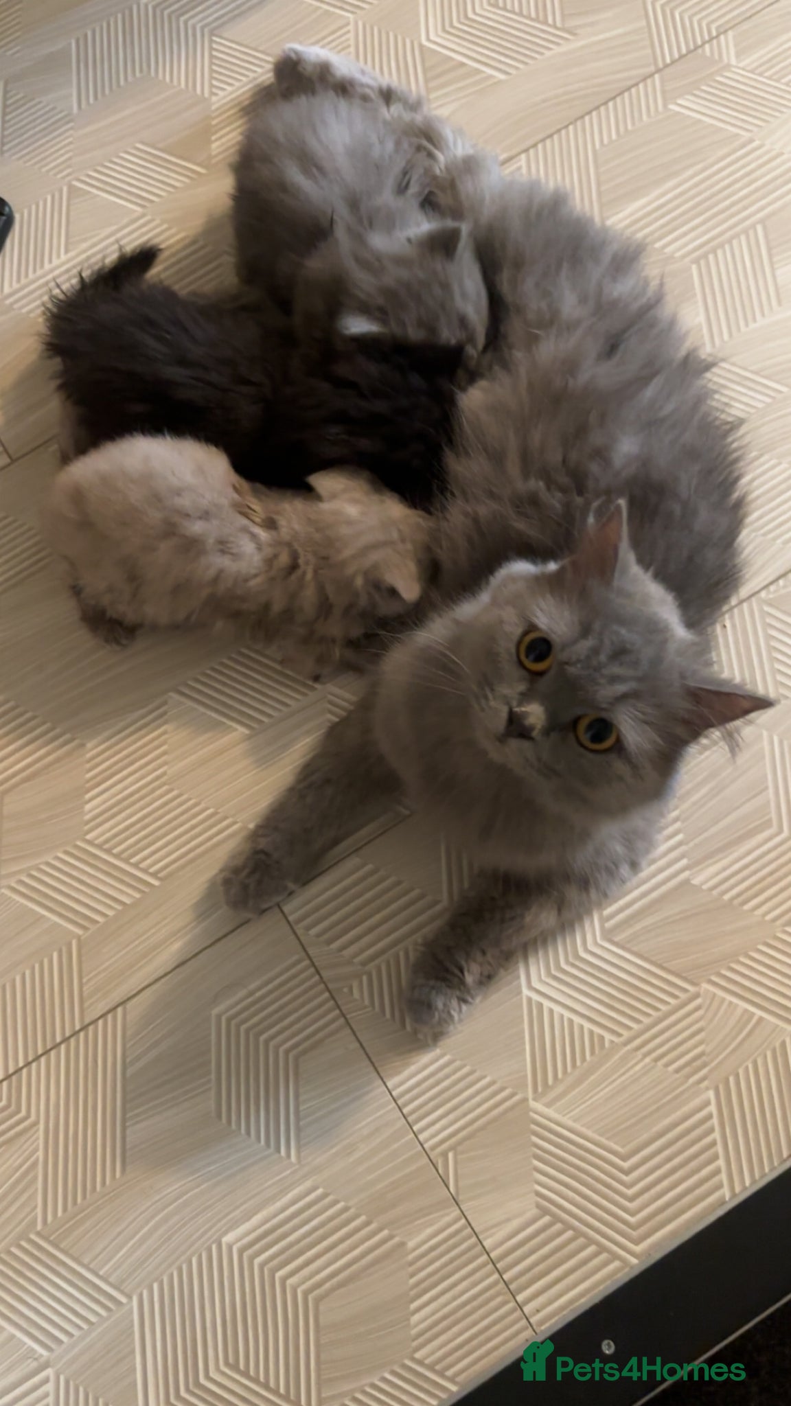 British Shorthair cats britishorthair forsale - Advert 1