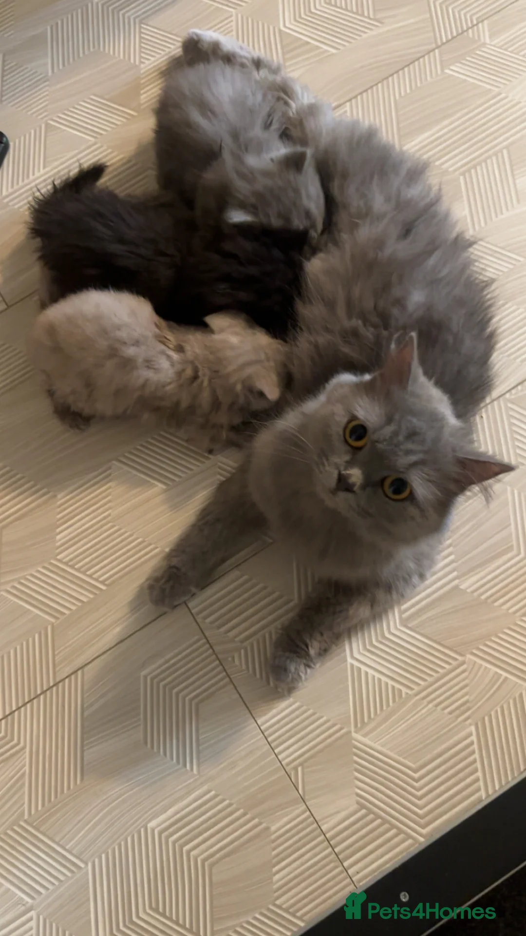 British Shorthair cats for sale: britishorthair forsale - Advert 1