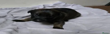 Puppy 10