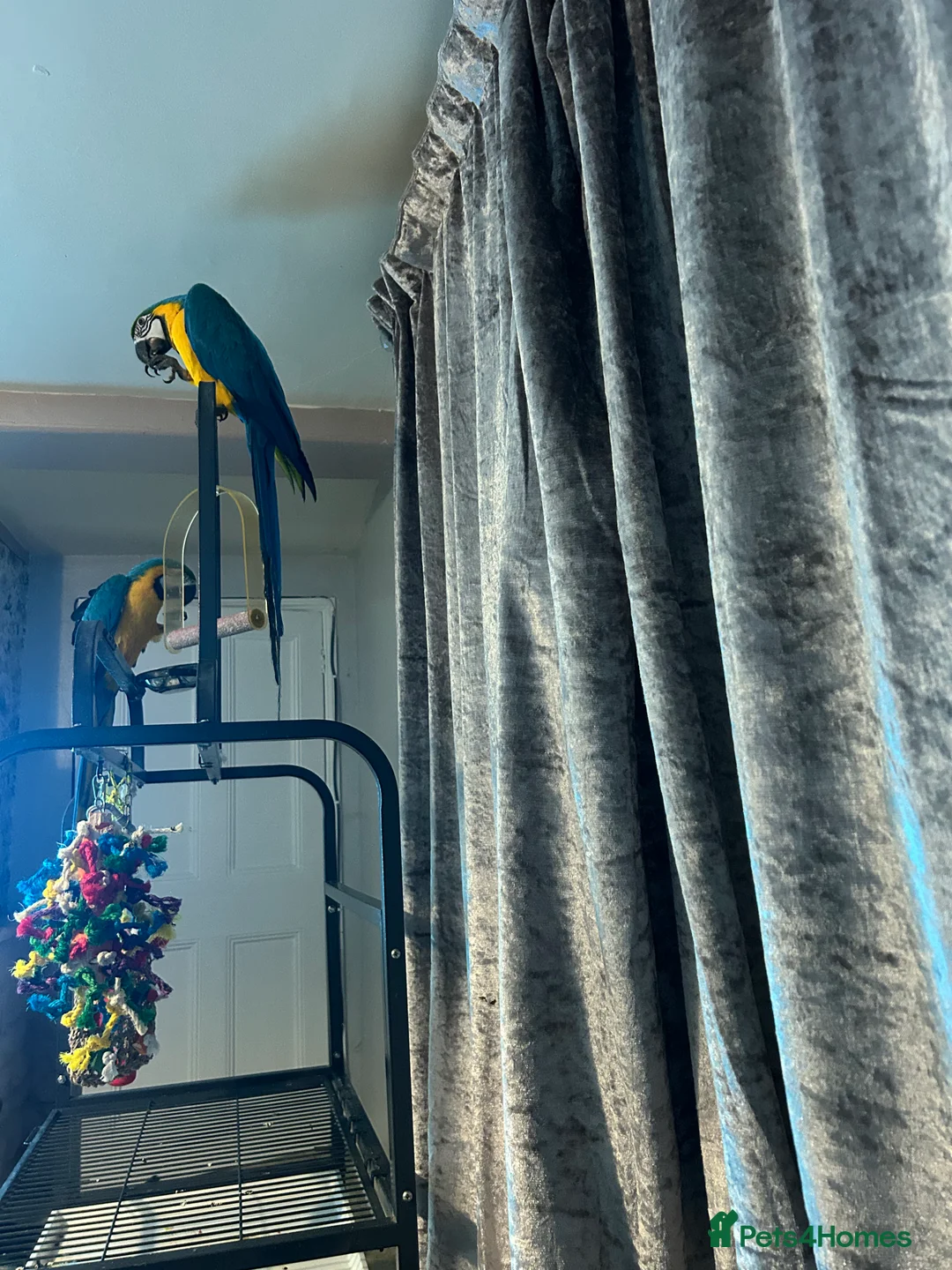 Macaws birds for sale: Macaws  - Advert 7