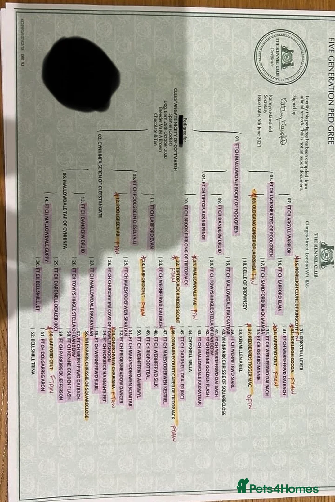 Cocker Spaniel dogs for stud: FTCH bred KC proven working cocker spaniel in Middlewich - Advert 4