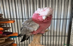 Cockatoo birds for sale: Male Galah Cockatoo  - Image 1