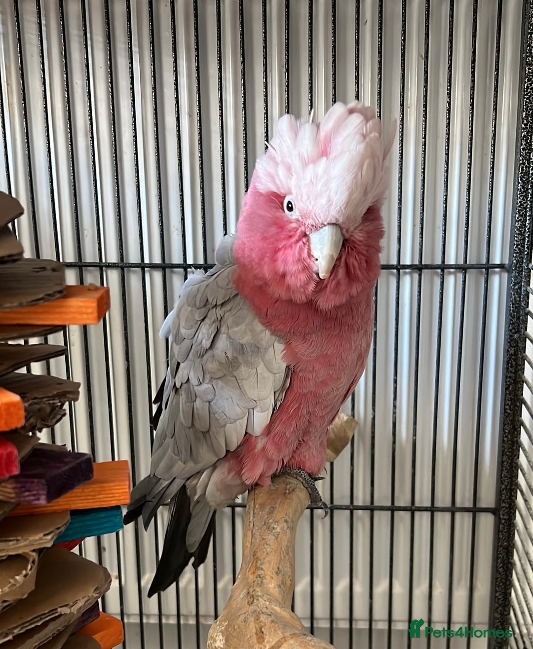Cockatoo birds for sale: Male Galah Cockatoo  - Image 1