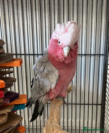 Cockatoo birds - Advert 4