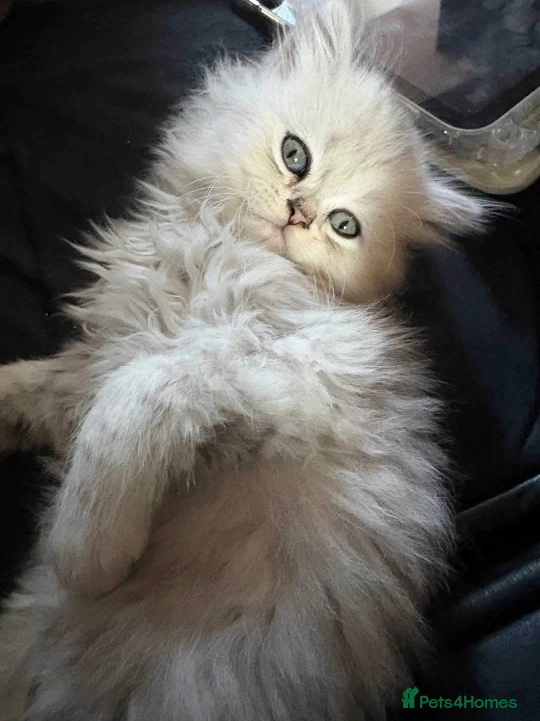 Persian cats for sale: Persian kittens  - Advert 2