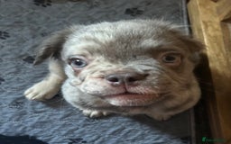 French Bulldog dogs for sale: Fluffy Frenchie - male (Yoda) - Reduced🔥🐾Ready Now🔥🐾Fluffy French bulldogs🔥🐾 - Image 3