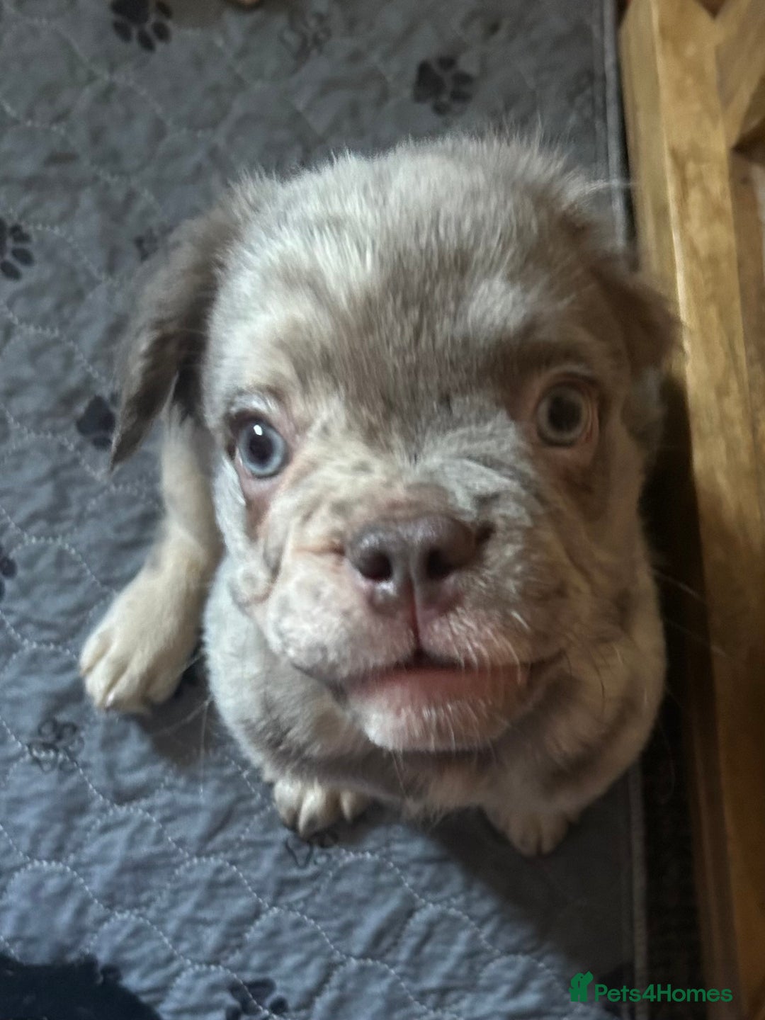 French Bulldog dogs for sale: Fluffy Frenchie - male (Yoda) - Reduced🔥🐾Ready Now🔥🐾Fluffy French bulldogs🔥🐾 - Image 3