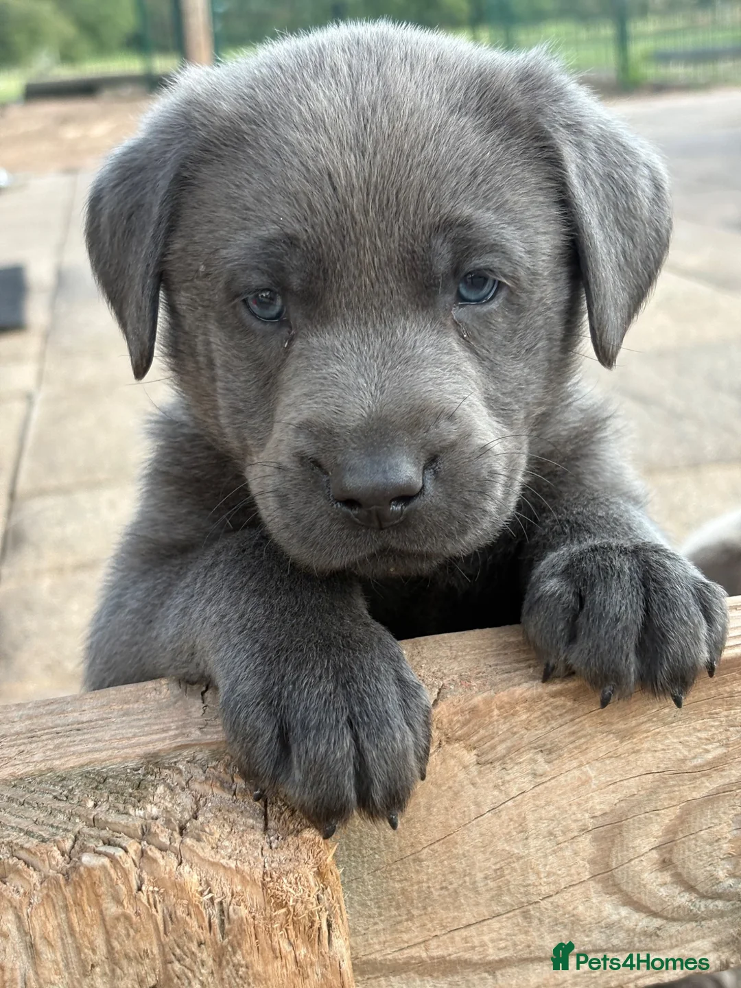 Labrador Retriever dogs for sale: Gorgeous KC Silver & Charcoal Labrador Pups - Advert 34