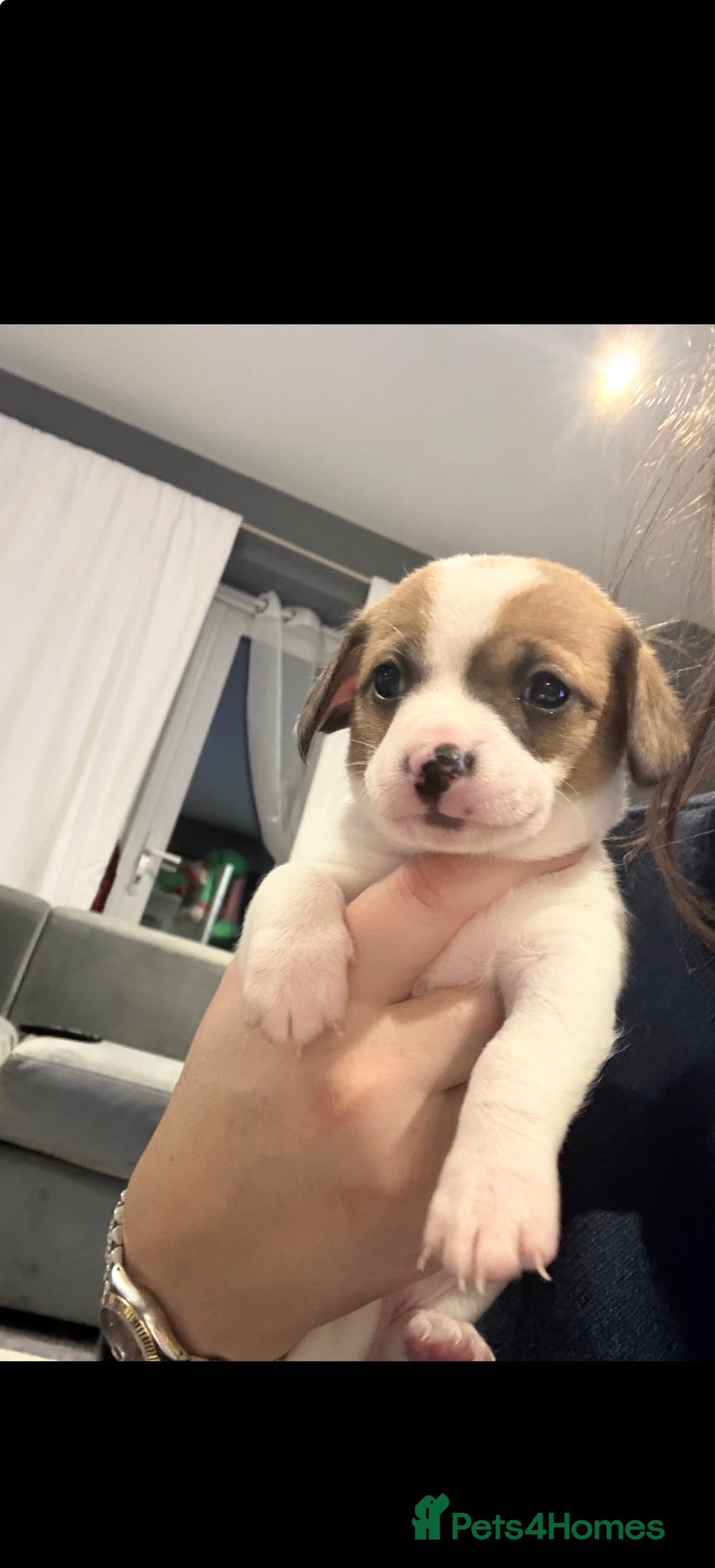 Mixed Breed dogs for sale: Gorgeous cute playful puppies - Advert 2