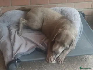 Labrador Retriever dogs KC silver Labrador girl - Advert 13