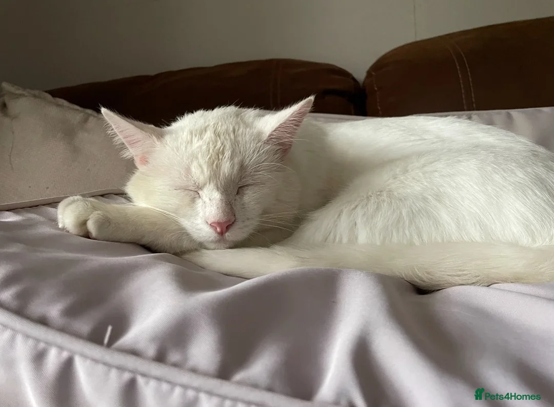 Mixed Breed cats for sale: Sweet 5-Year-Old Male Cat Looking for Loving Home - Advert 2