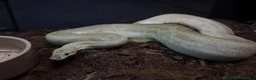 Python Snake reptiles for sale: Royal pythons - Advert 3