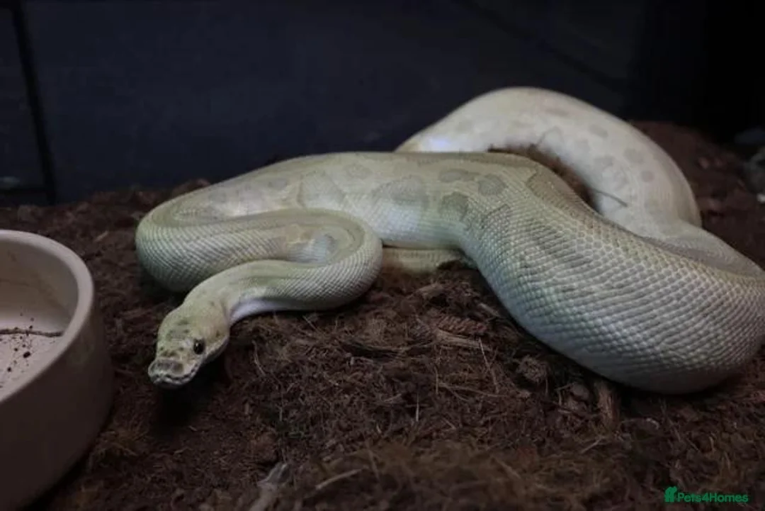 Python Snake reptiles for sale: Royal pythons - Advert 3