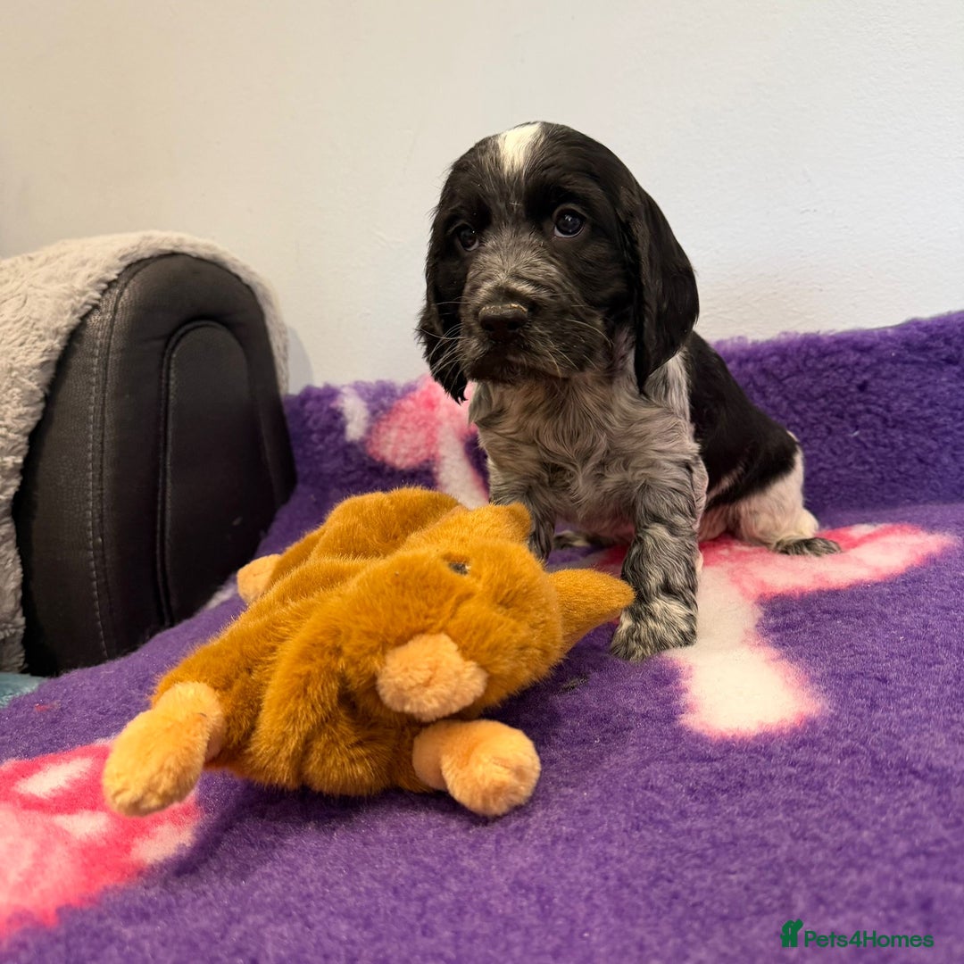 Cocker Spaniel dogs for sale: Stunning cocker spaniel pups  - Advert 16