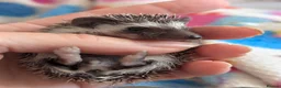 Pygmy Hedgehog rodents for sale: Stunning Hoglets Ready Now and to Reserve  in Romney Marsh - Advert 7