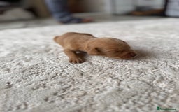 Labrador Retriever dogs for sale: Fox Red Labradors - Image 11