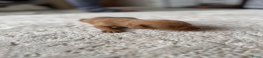 Labrador Retriever Puppy 1
