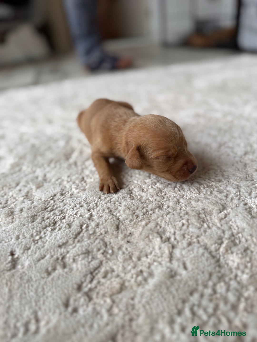 Labrador Retriever dogs for sale: Fox Red Labradors - Image 11