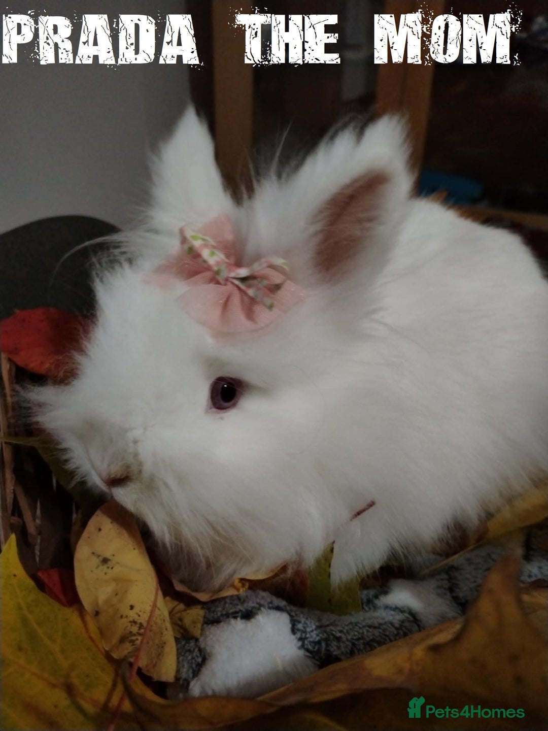 Lionhead rabbits for sale: Pure Breed Fluffy Double Mained Lionhead Boy - Image 15