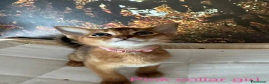 Yellow collar girl