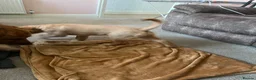Golden Retriever dogs for sale: Beautiful family raised fox red golden retriever.  - Advert 4