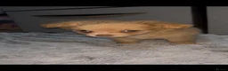 Pomchi dogs for sale: Pomchi puppies  - Advert 7