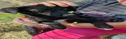 Mixed Breed dogs for adoption: Purple for adoption - Advert 4