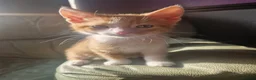 Mixed Breed cats for sale: 3 beautiful kittens  - Advert 2