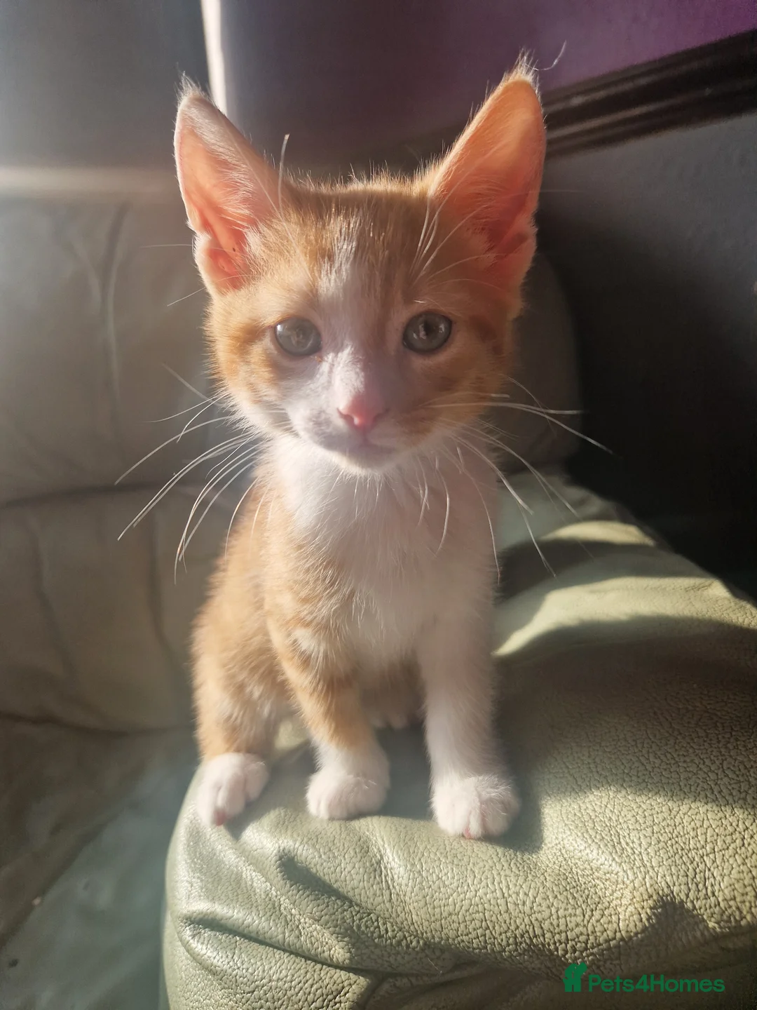 Mixed Breed cats for sale: 3 beautiful kittens  - Advert 2