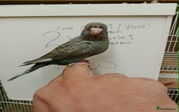 Budgerigars birds for sale: Very rare Black face black wing budgies for sale  - Image 2
