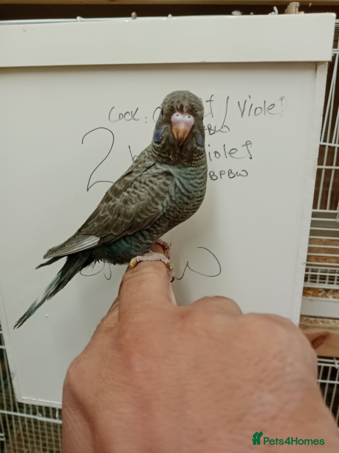 Budgerigars birds for sale: Very rare Black face black wing budgies for sale  - Image 2