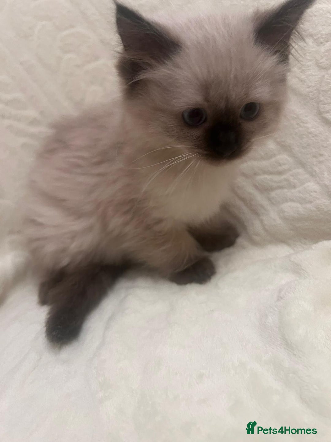 Ragdoll cats for sale: GCCF Ragdolls kitten  - Advert 7