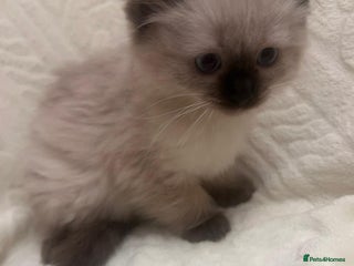 Ragdoll cats GCCF Ragdolls kitten - Advert 1