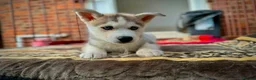Siberian Husky dogs for sale: Beautiful puppies  - Advert 31